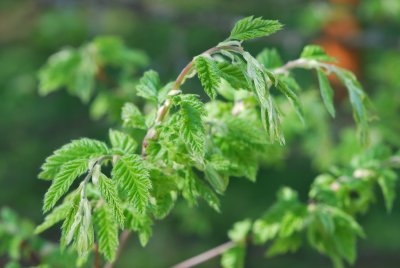 Carpinus betulus 'Quercifolia' - habr obecný 'Quercifolia' - jarní větévky